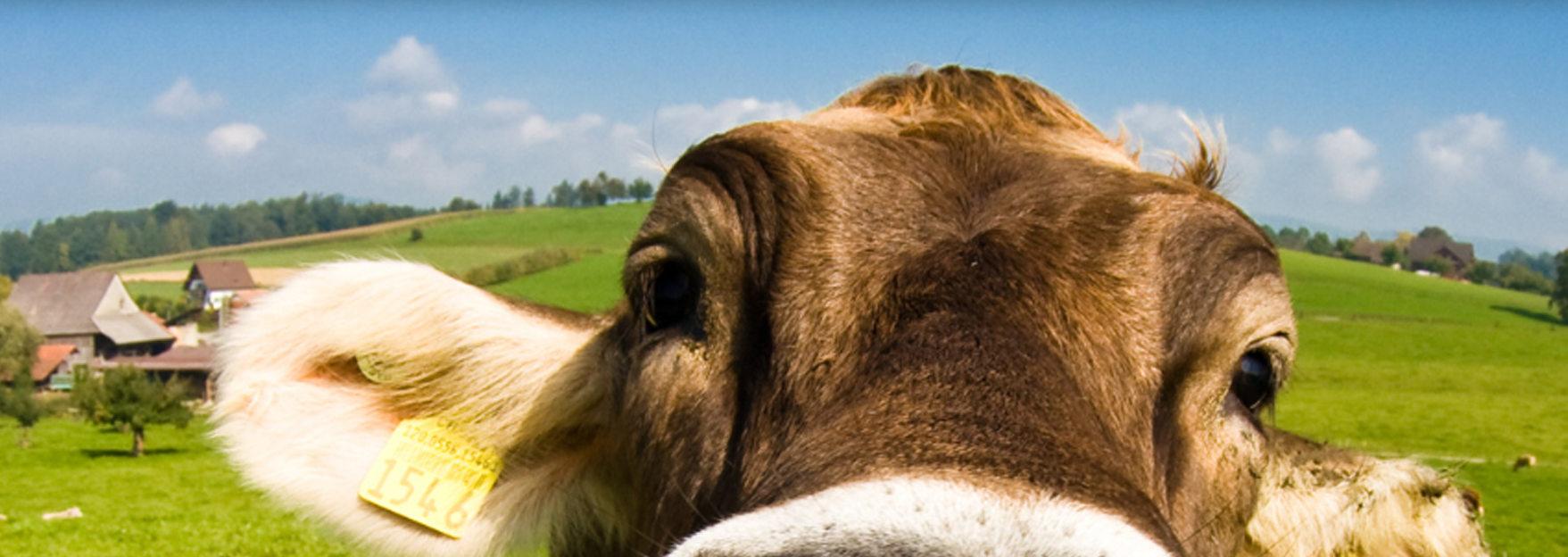 Vache de la démarche Happy