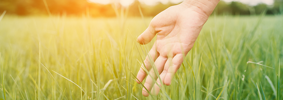 Agroécologie. Crédits photo : Pexels.