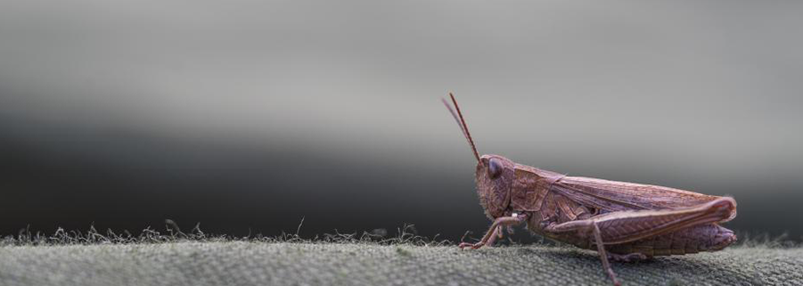 Mangerons-nous bientôt des insectes ?