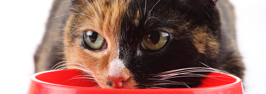 Chat devant une gamelle, petfood