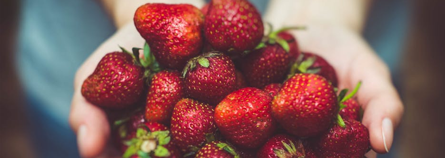 Fraises et agroécologie. Crédits photo : Pexels.